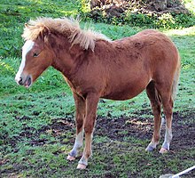 Fil:Kerry Bog Pony, Bog Village, Kerry, Ireland.jpg