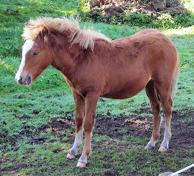 Fil:Kerry Bog Pony, Bog Village, Kerry, Ireland.jpg