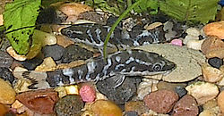 Zebra Oto - Otocinclus cocama