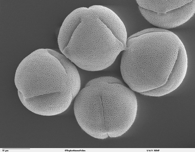 Fil:Pollen Ricinus communis sanguineus.jpg