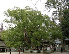 Ett uråldrigt kamferträd vid Ooyamazumis tempel Oomi-ön, Japan, som tros vara över 1 000 år.