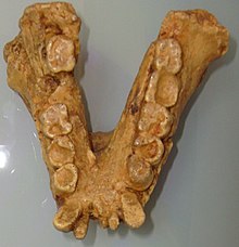 Underkäke av Gigantopithecus