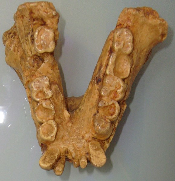 Fil:Gigantopithecusjaw.jpg