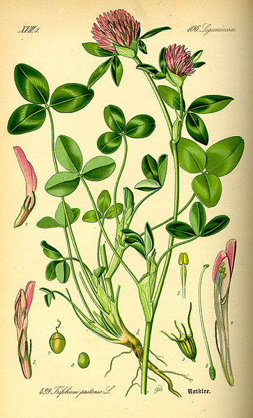 Fil:Illustration Trifolium pratense0.jpg