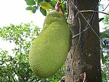 Jackfrukt (A. heterophyllus)
