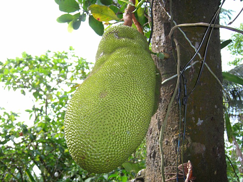 Fil:Jackfruit.jpg