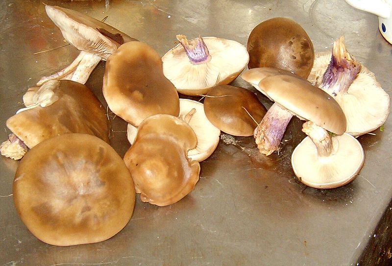 Fil:Lepista Personata, fungi.jpg