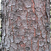 Picea abies bark.jpg