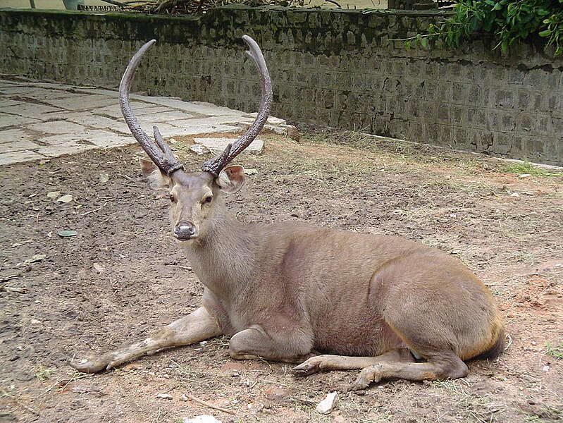 Fil:Sambar deer.JPG