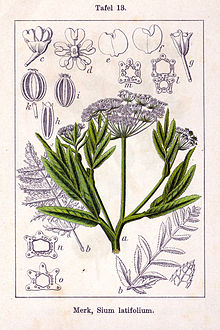 Sium latifolium Sturm13.jpg