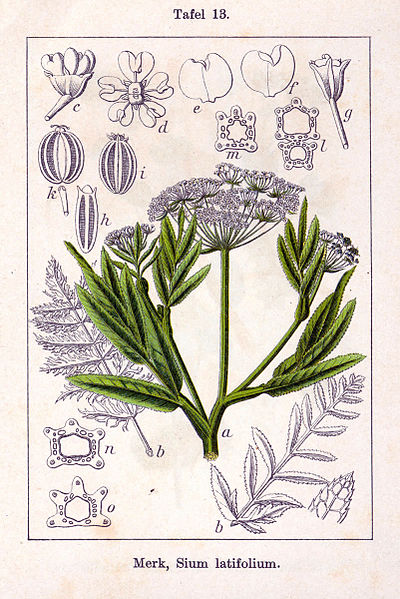 Fil:Sium latifolium Sturm13.jpg