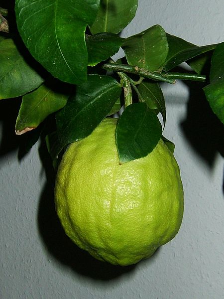 Fil:Citrus medicus fruit.jpg