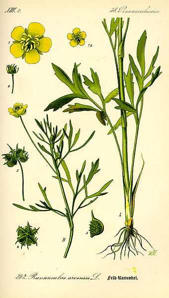 Fil:Illustration Ranunculus arvensis0.jpg