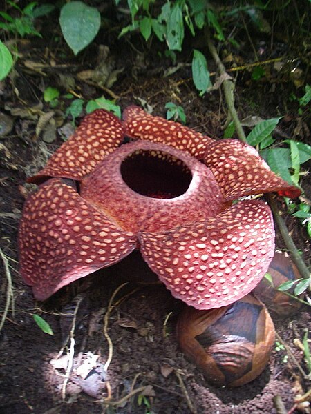 Fil:Rafflesia sumatra.jpg