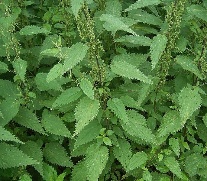 Fil:Urtica dioica07 ies.jpg