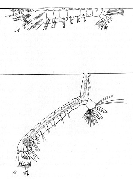 Fil:Anopheles Culex larvae feeding position-USDA.jpg