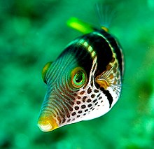 Canthigaster valentini 1.jpg