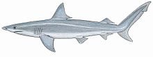 Carcharhinus isod.JPG