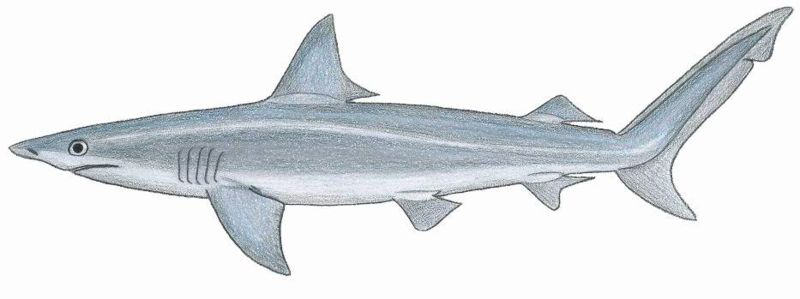 Fil:Carcharhinus isod.JPG