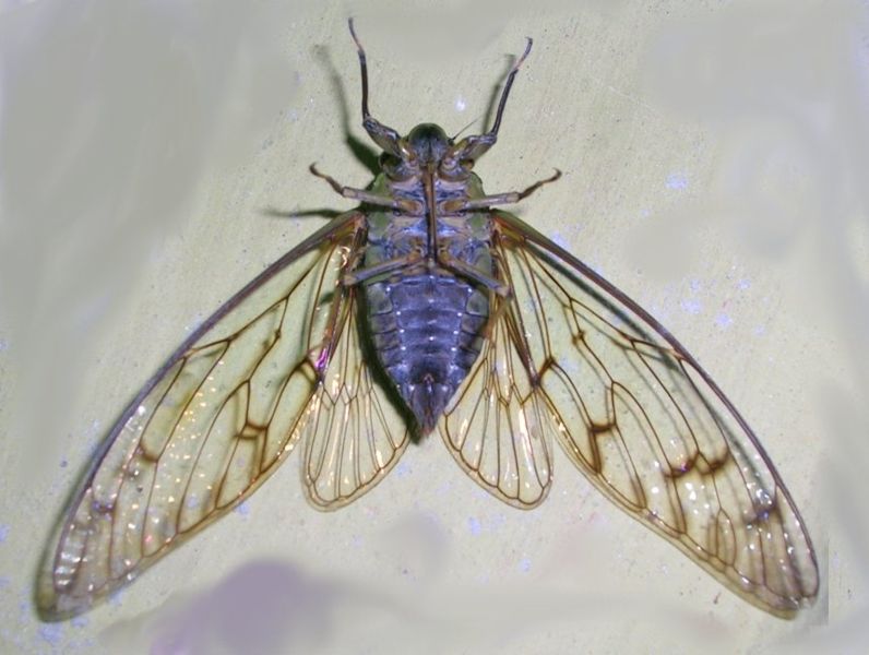 Fil:Cicada nagerhole un.jpg