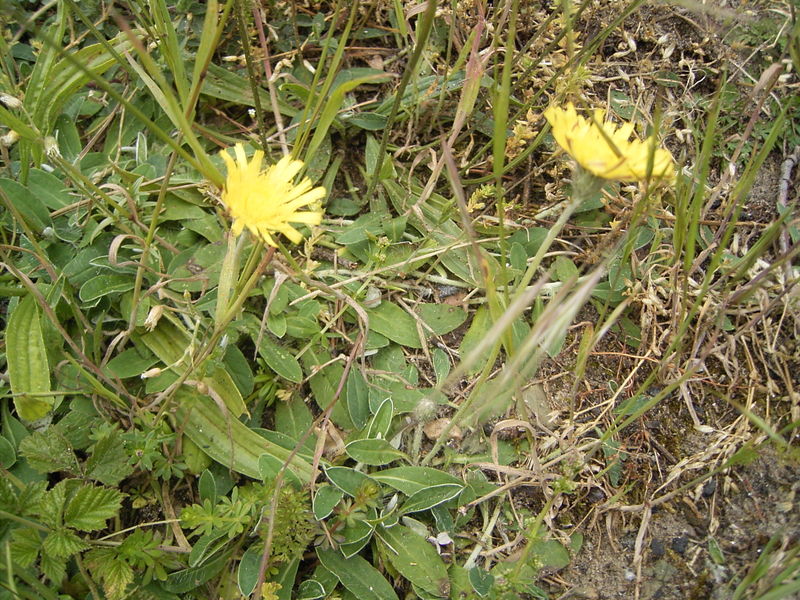 Fil:Hieracium pilosella plant.jpg