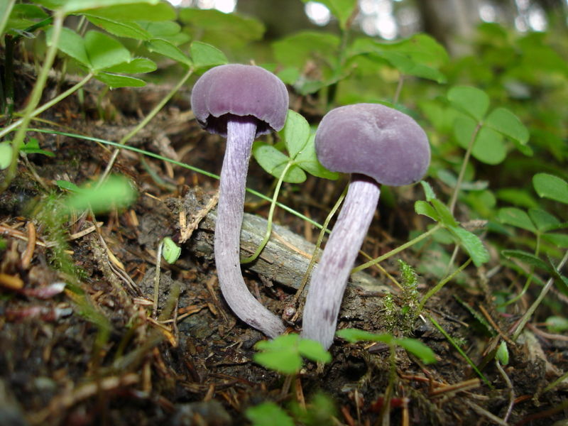 Fil:Laccaria amethystea.jpg