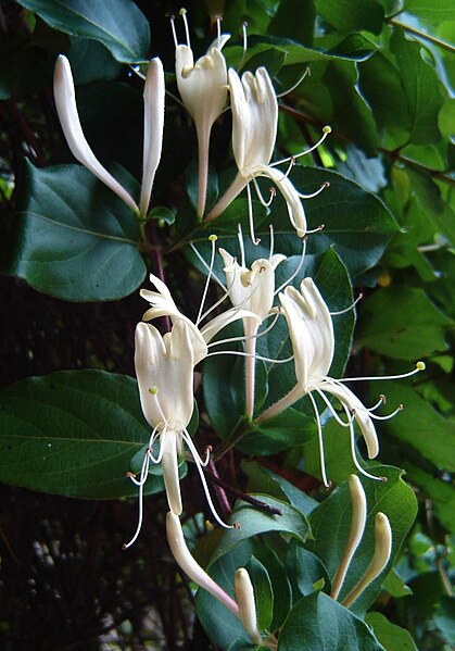 Fil:Lonicera japonica.jpg