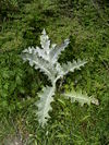 OnopordonAcanthium-plant1.jpg