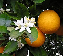 Apelsin (Citrus ×aurantium Sinensis-Gruppen)