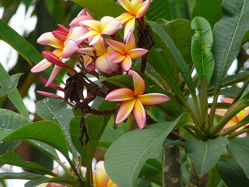 Fil:Plumeria alba 0005.jpg