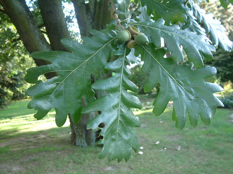 Fil:Quercus frainetto RB2.JPG