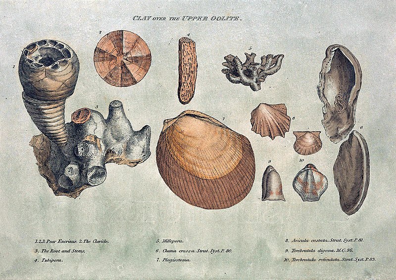 Fil:Smith fossils2.jpg