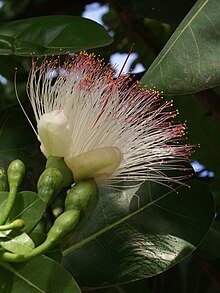 Barringonia (Barringtonia asiatica)
