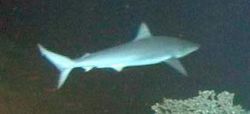 Carcharhinus altimus.jpg