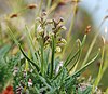 Chamorchis alpina 230705b.jpg