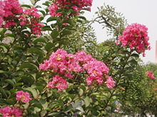 Lagerströmia (Lagerstroemia indica)