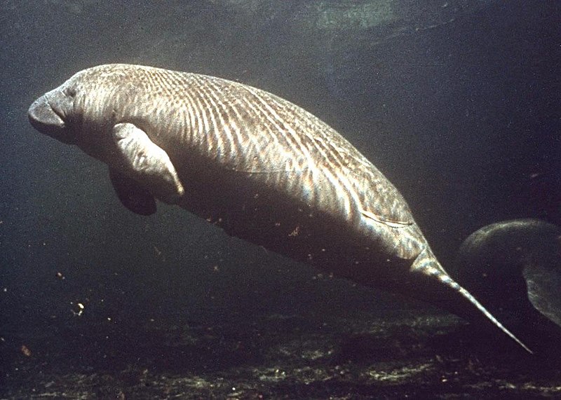 Fil:Manatee photo.jpg