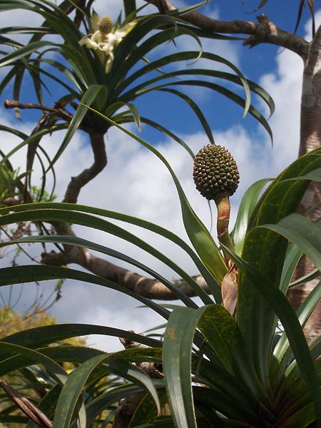 Fil:Pandanus montanus fruit.JPG