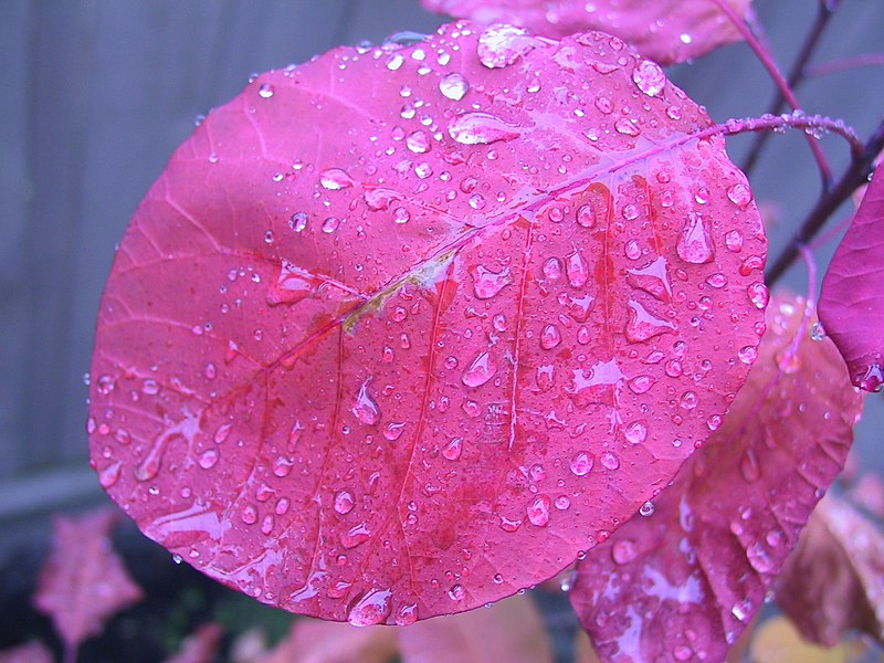 Fil:Rain on a smoke tree leaf.jpg
