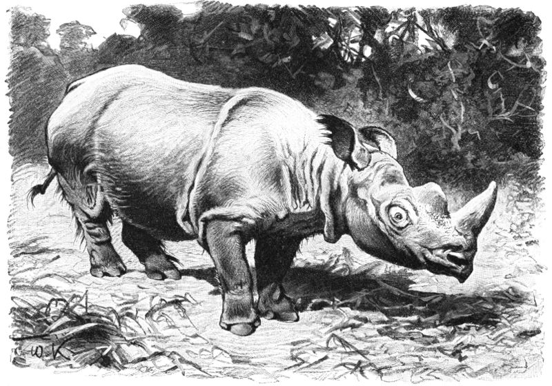 Fil:Rauhohr-Nashorn-drawing.jpg