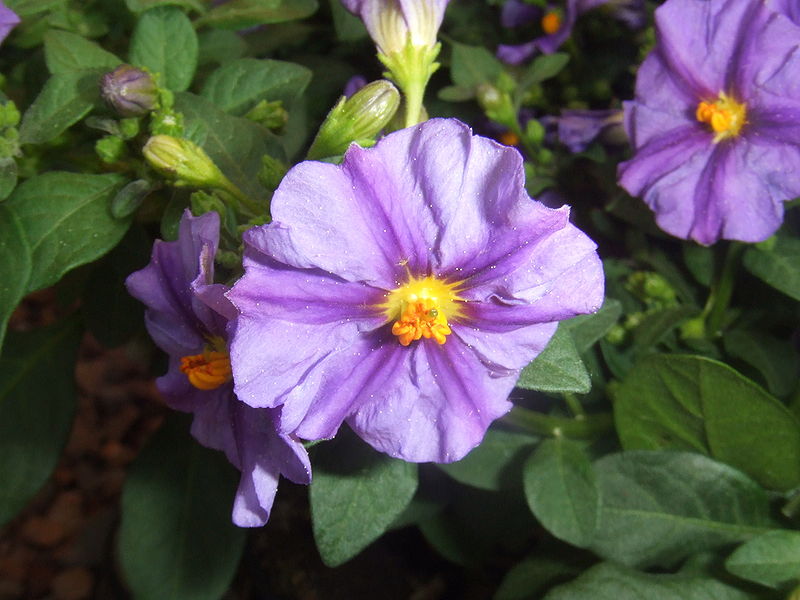 Fil:Solanum rantonnetii2.jpg