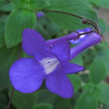 Grenig kornettblomma (S. caulescens)