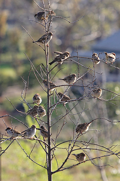 Fil:Tree of sparrows.jpg