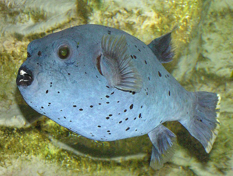 Fil:Black-spotted.puffer.arp.jpg