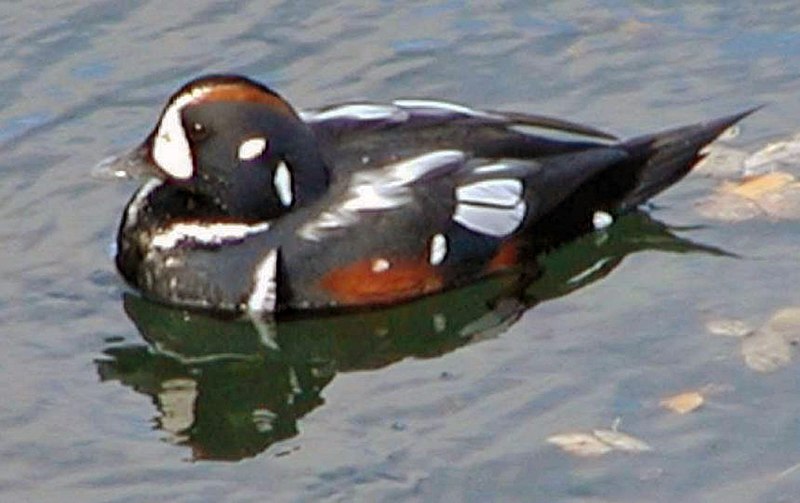 Fil:Halequin duck.jpg