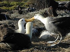 Phoebastria irrorata som häckar på Galapagos.