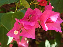 Bougainvillea-buttiana-20070910-2.JPG