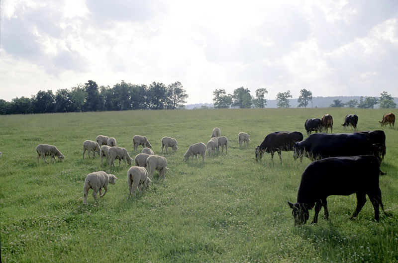 Fil:Cattle and sheep.jpg