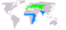Utbredning:Blå - vinterkvartergrön - häckningsområden.