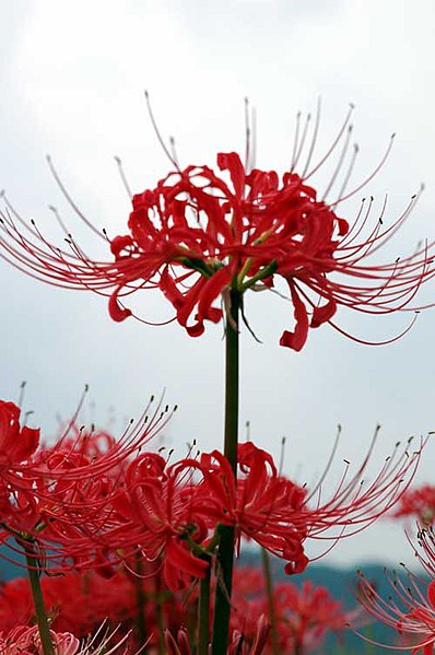 Fil:Cluster amaryllis close-up.jpg